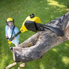 Trusted Liberty, NC Tree Care Experts