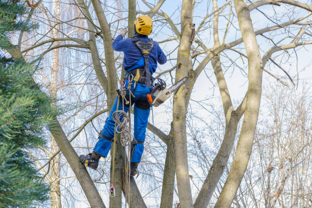 Best Aeration Services  in Liberty, NC
