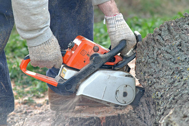 Best Leaf Removal  in Liberty, NC