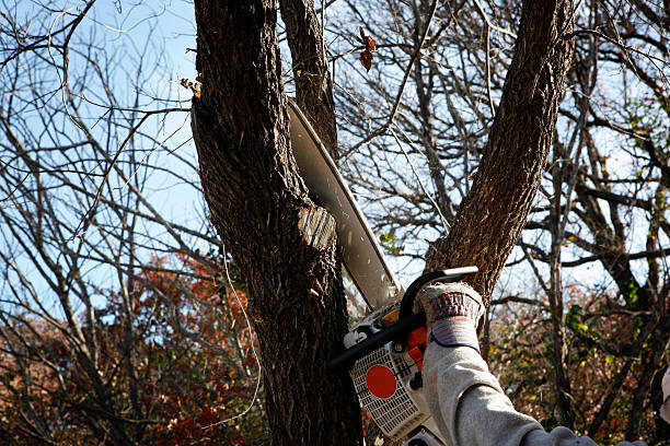 Best Lawn Maintenance Plans  in Liberty, NC
