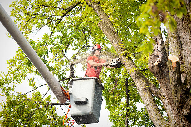 How Our Tree Care Process Works  in  Liberty, NC