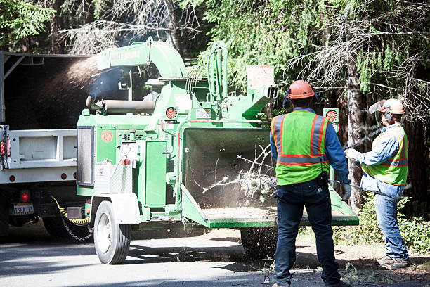 Best Tree Risk Assessment  in Liberty, NC