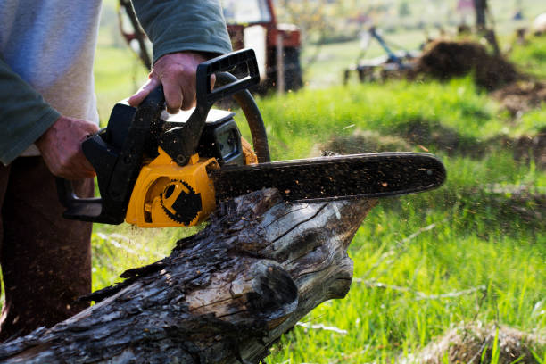 Best Root Management and Removal  in Liberty, NC
