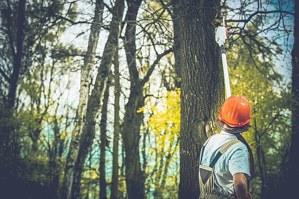 Best Tree Disease Treatment  in Liberty, NC